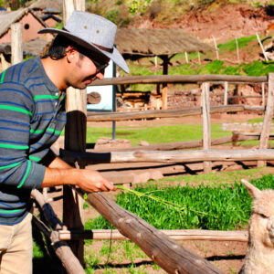 Llamas y alpacas en su hábitat natural andino, una escena típica para los viajeros en el altiplano peruano cerca de Machu Picchu.