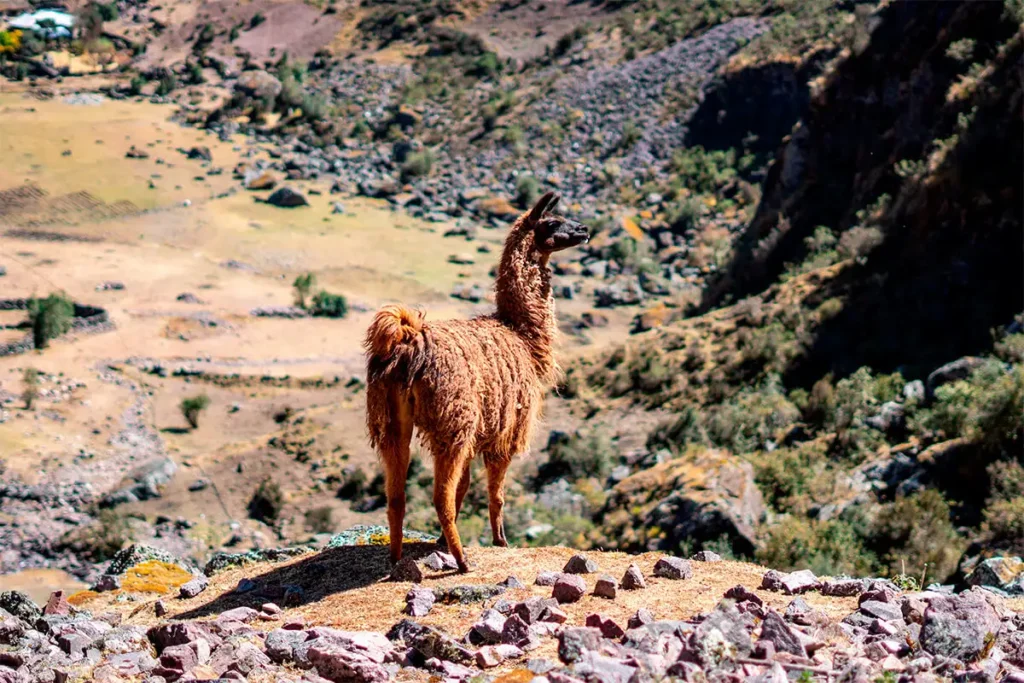 Llama na Trilha Lares para Machu Picchu.